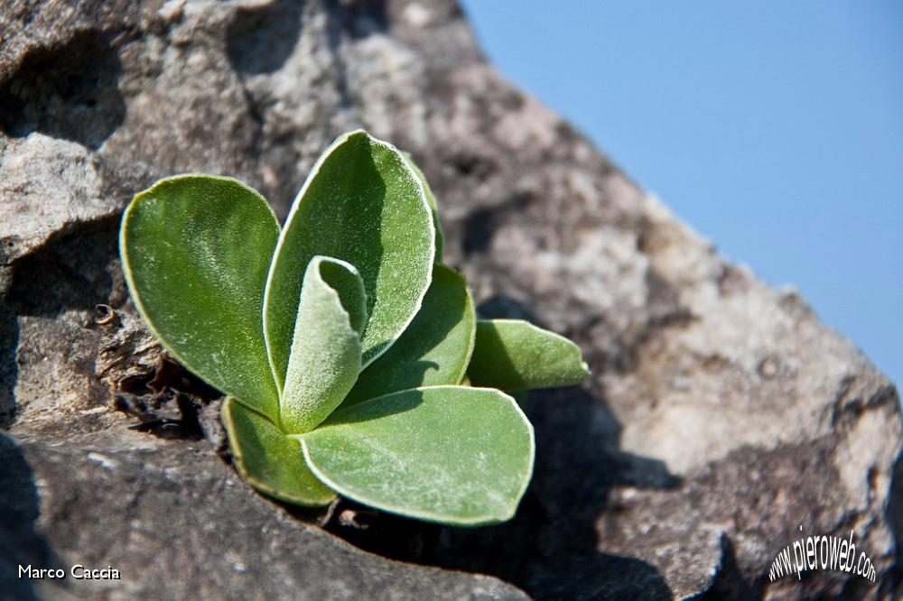 10_Primula Auricola (primula orecchia d'orso).jpg